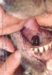 Sanguijuela adherida a la cavidad oral