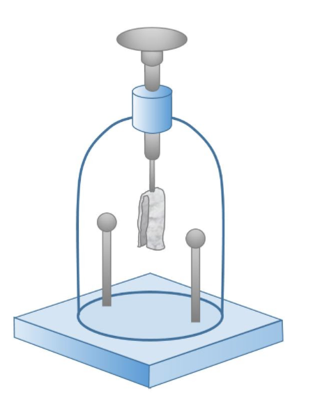 Electroscopio en reposo